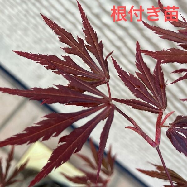 紅葉 ノムラモミジ? 苗木 盆栽 芽吹き始め