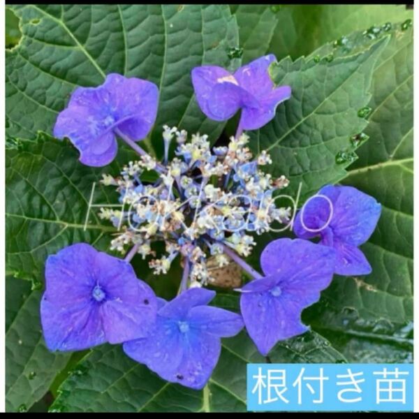 紫陽花 アジサイ 根付き苗 ブルースカイ