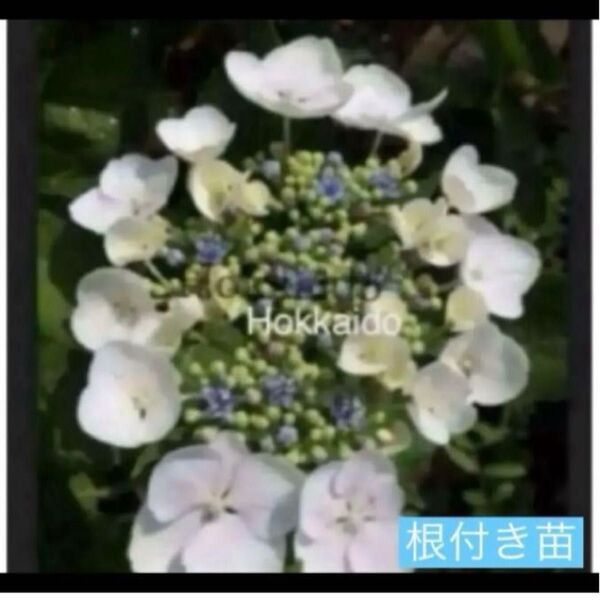 紫陽花 ガクアジサイ 白 根付き苗 抜き苗