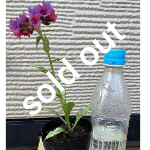 花終わり、来年用 プルモナリア シルバーブーケ ポット苗 宿根草
