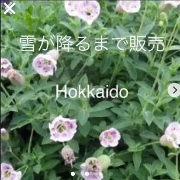 優しいピンク色 シレネ ユニフローラ シェルピンク 宿根草 ポット抜き苗
