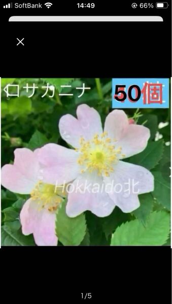 ロサカニナ つるバラ 種 ローズヒップ