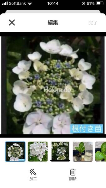紫陽花 ガクアジサイ 白 根付き苗 抜き苗