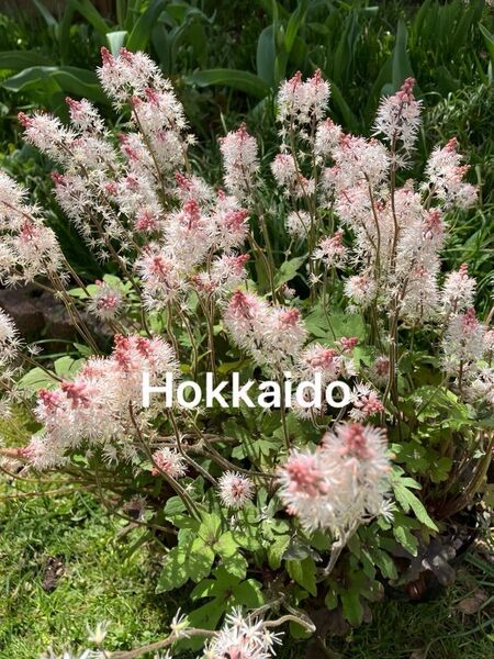 初夏の花 来年用 ティアレラ ピンクスカイロケット 一株 宿根草 花は枯れました