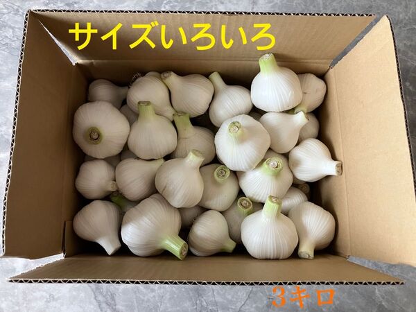 生ニンニク 60サイズ入るだけ!約3キロ