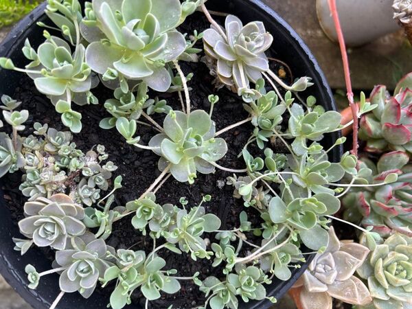 多肉植物 子持ち蓮華