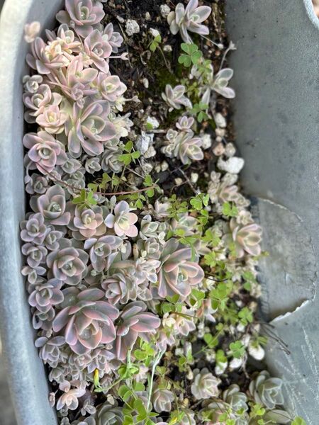多肉植物 鏡花 抜き苗 3つ