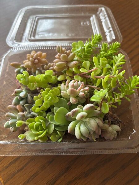 多肉植物 チマチマ寄せ植え