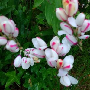 ☆イキシア☆ 球根 白 × ピンク 可愛い 花壇