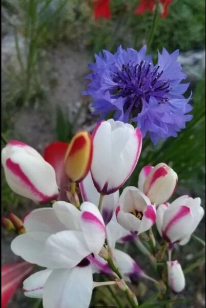 ☆イキシア☆ 球根 白 × ピンク 可愛い 花壇