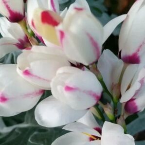 ☆イキシア☆ 球根 白 × ピンク 可愛い 花壇