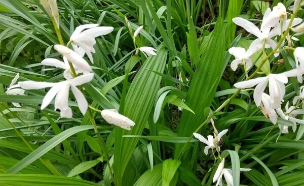 ☆紫蘭☆ 白 シラン 球根 綺麗 可憐 涼しげ 山野草