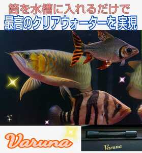 アロワナの飼育者絶賛！水槽の水が綺麗になります【ヴァルナミニ23センチ】有害物質を強力抑制し透明度がアップ☆生体が活性化☆水替え不要