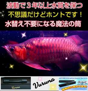 アロワナ飼育者も絶賛☆水槽の水が綺麗になります【ヴァルナミニ23センチ】透明度がアップし有害物質を強力抑制☆生体が活性化！水替え不要