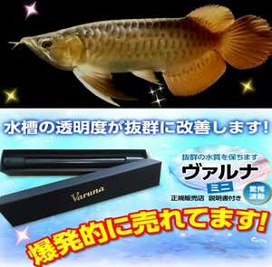 アロワナ飼育者絶賛！水槽の水が綺麗になります！【ヴァルナミニ23センチ】透明度がアップし有害物質を強力抑制！病気を防ぐ！水替え不要！