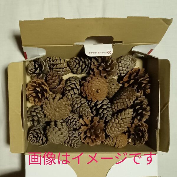 松ぼっくり 不揃い 約26個 3枚目に梱包画像