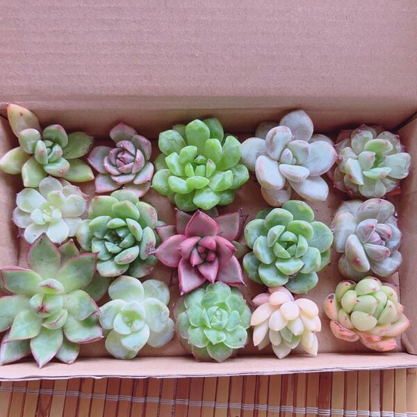 26 多肉植物 エケベリア詰め合わせセット