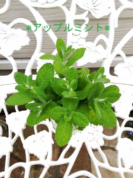 【アップルミント】② ハーブ 抜き苗 10本 無農薬