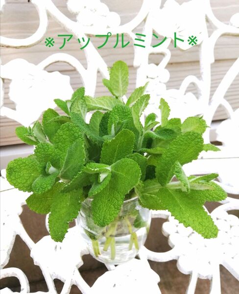 【アップルミント】 ハーブ 抜き苗 10本 無農薬 爽やか
