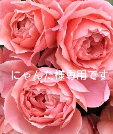 バラ苗 和バラ バラ挿し木