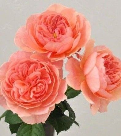 バラ苗 和バラ 小さな蕾付きバラ挿し木