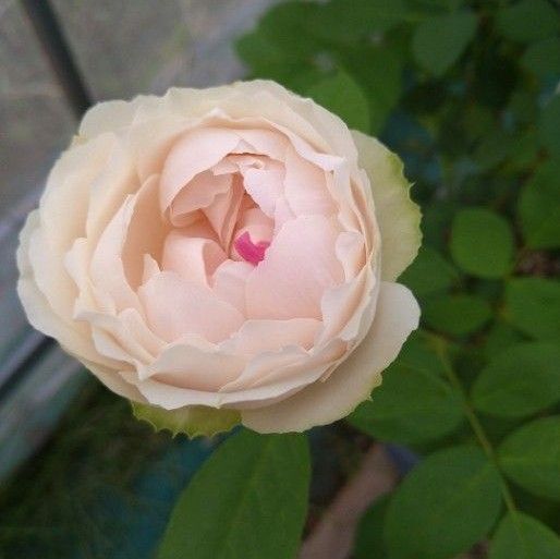 バラ苗 イブ 希少 入手困難バラ挿し木