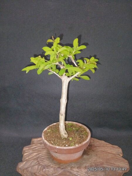 小品盆栽 ネジカン柘榴