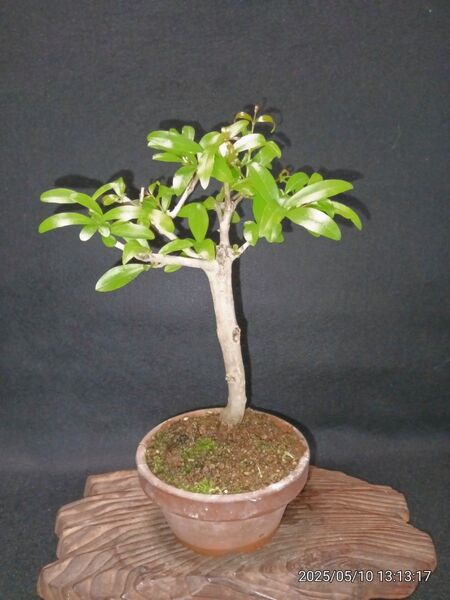 小品盆栽 ネジカン柘榴