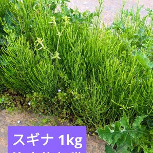 宮城県産 スギナ 1kg 注文後収穫 増減可能