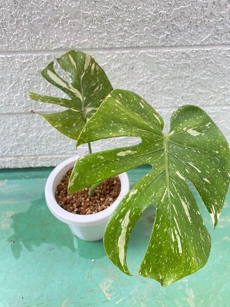 モンステラ斑入り発根済み 芽から育てました