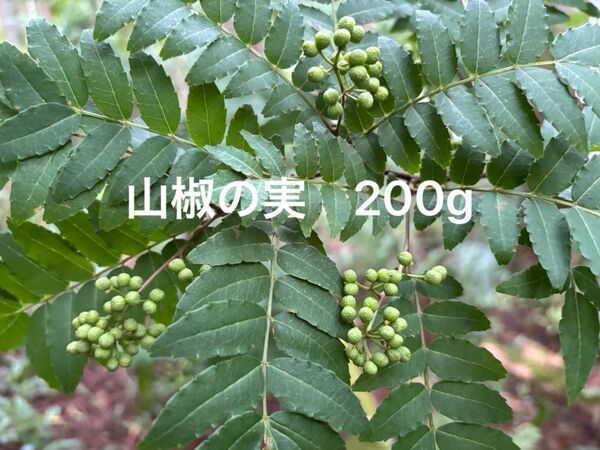 実山椒 200g 無農薬 山椒の実