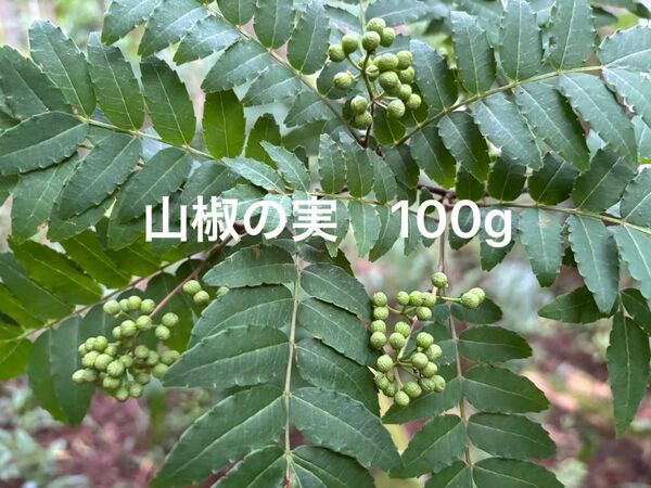 山椒の実 100g 無農薬 実山椒
