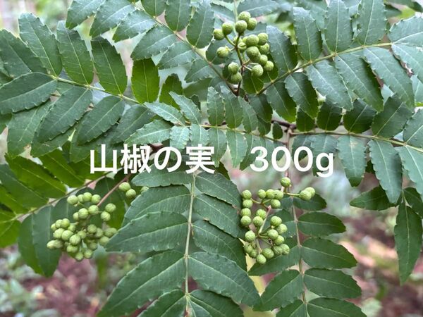 実山椒 300g 山椒の実 無農薬