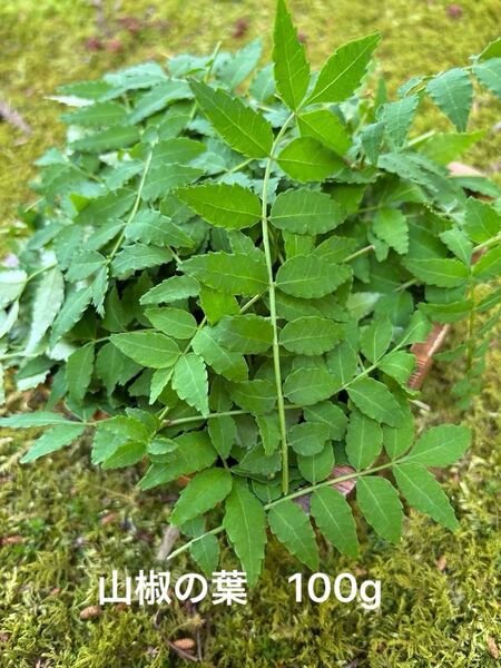 山椒の葉 100g 無農薬 葉山椒