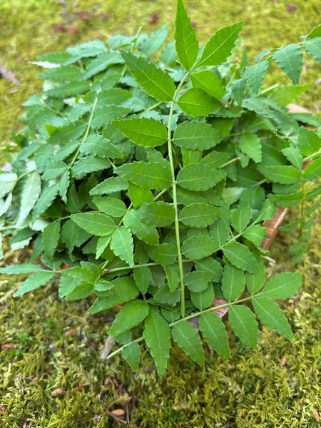 山椒の葉 100g 無農薬 葉山椒