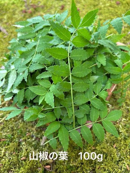 山椒の葉 100g 無農薬 葉山椒
