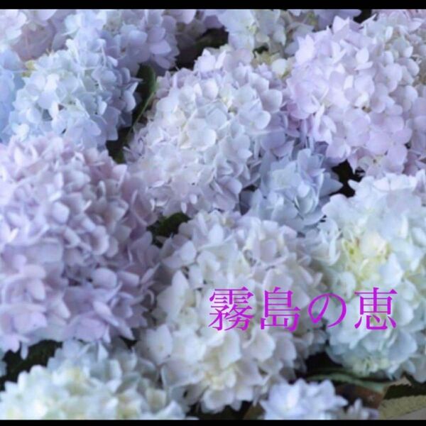 珍しい 四季咲き紫陽花 霧島の恵み 苗 2鉢セット