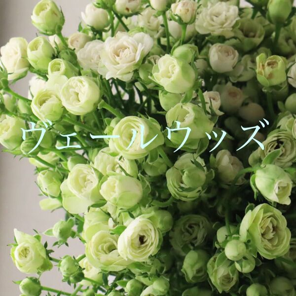 希少 マイクロミニバラ ヴェールウッズ 苗 二年生