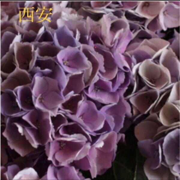 紫陽花 西安 挿し穂