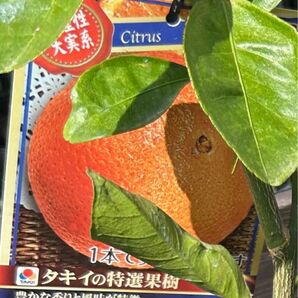 ネーブルオレンジ 接木苗