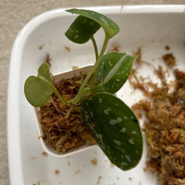 スキンダプサス ピクタス アルギレウス② 3株 カット挿し木苗 発根済み Scindapsus 観葉植物