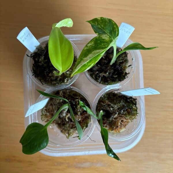ポトス 観葉植物 正規品 株分