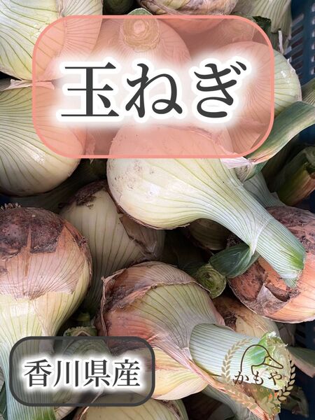 玉ねぎ 4.5kg