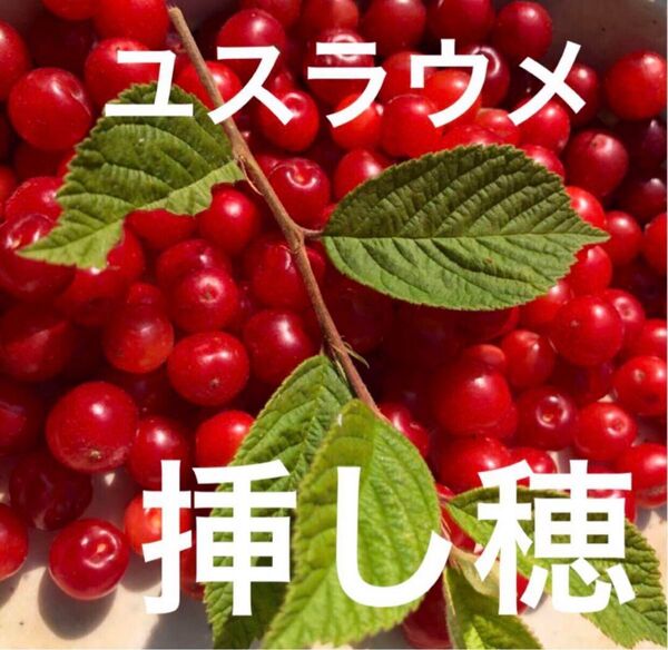 ★挿し穂★ ユスラウメ 挿し木穂 4本+1本おまけ