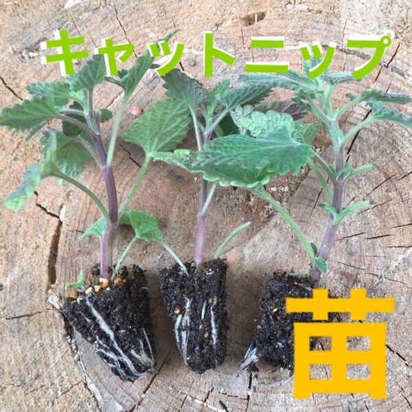 キャットニップ セルポット挿し木苗 1本+1本おまけ