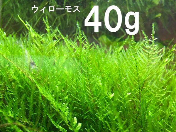 ウィローモス 40g 無農薬