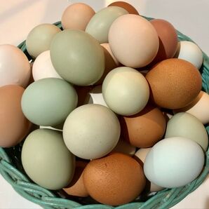 食用の卵 (アローカナなど) 33個