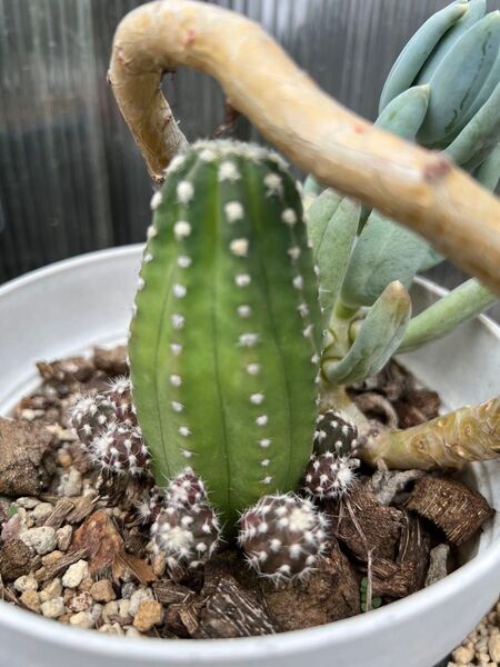 サボテンの子株 2株 まだ親株に付いてます