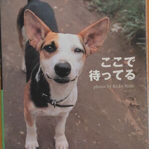 ここで待ってる 世界の街角の犬たち (POSTCARD BOOK)