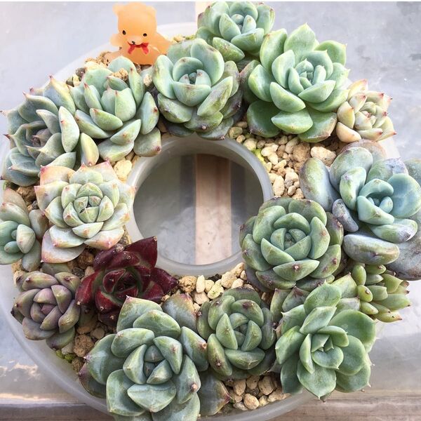 多肉植物 エケベリア 寄せ植え